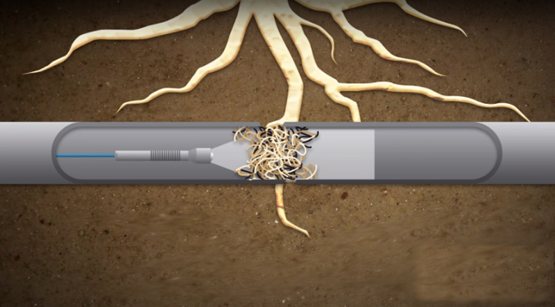 rura zniszczona przez korzenie